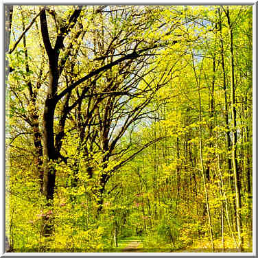 A road in Ross Hills Park, 7 miles west from W. Lafayette. Indiana, May 1, 1999.