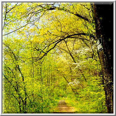 A road with dogwood in Ross Hills Park, 7 miles ...[2 words]... W. Lafayette. Indiana, May 1, 1999.