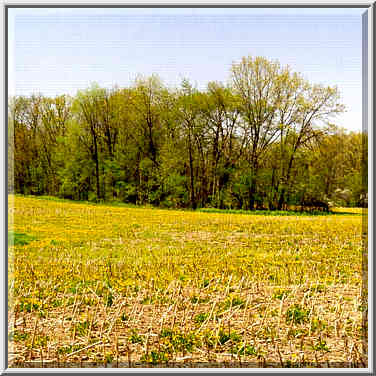 Yellow flowers on a corn field near State Road ...[5 words]... W. Lafayette. Indiana, May 1, 1999.