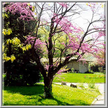 Redbud tree at Sheridan Rd. West Lafayette, Indiana, May 2, 1999.