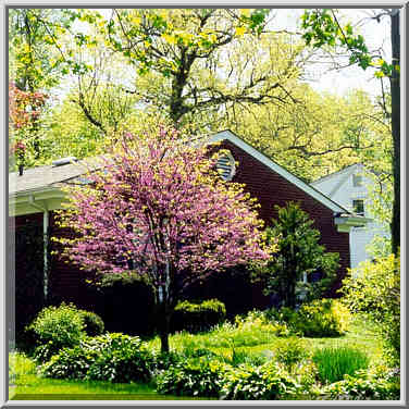 Redbud tree at Sheridan(?) Rd. West Lafayette, Indiana, May 2, 1999.