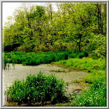 Celery Bog. West Lafayette, Indiana, May 9, 1999.