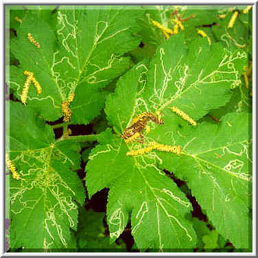 Micro-tunnels left by leaf miners. Heritage Trail ...[3 words]... Battle Ground, Indiana, May 16, 1999.