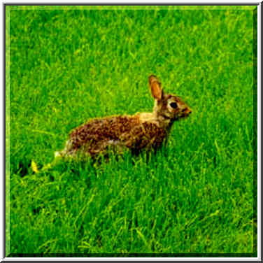 A rabbit in a backyard of the house. West Lafayette, Indiana, May 17, 1999.