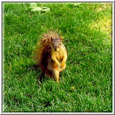 A squirrel on a lawn of the University of Notre Dame. South Bend, Indiana, May 21, 1999.