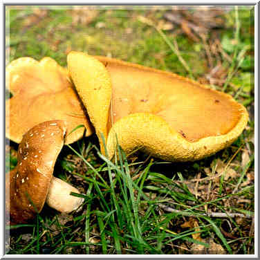 Mushrooms at Ross Hills Park near Lafayette IN, June 13, 1999.