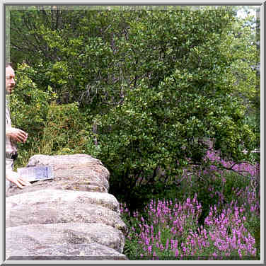 Bird watching from a stone bridge in Ipswich MA, August 1, 1999.