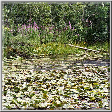 A pond in Ipswich MA, August 1, 1999. The place of bird watching.