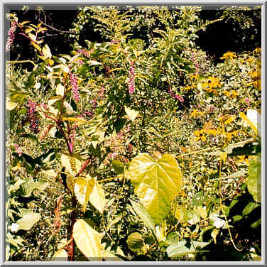 Weeds at Heritage Trail near Tippecanoe Battlefield IN, August 15, 1999.