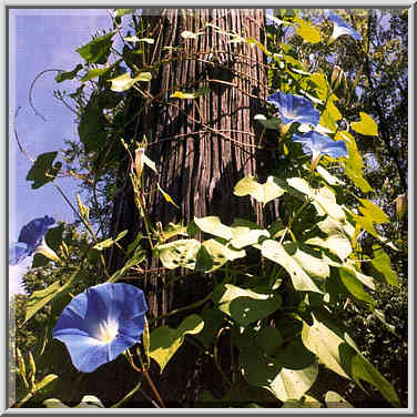 An electric pole at Grant St. West Lafayette, Indiana, August 21, 1999.