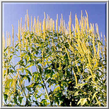 A weed at Heritage Trail near Fort Ouiatenon Indiana, August 29, 1999.