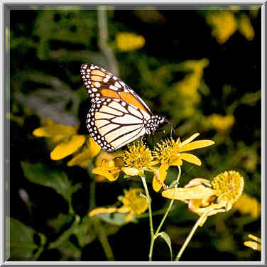 A monarch butterfly at Mascouten Park. W. Lafayette, Indiana, September 6, 1999.