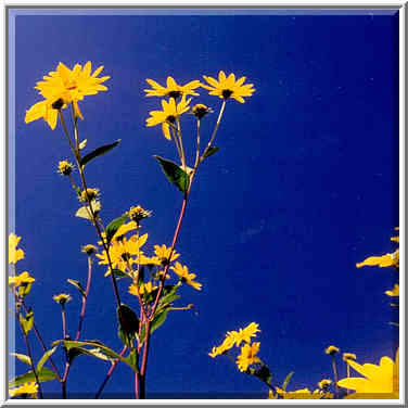 Sunflowers at Heritage Trail near Lafayette, Indiana, September 11, 1999.