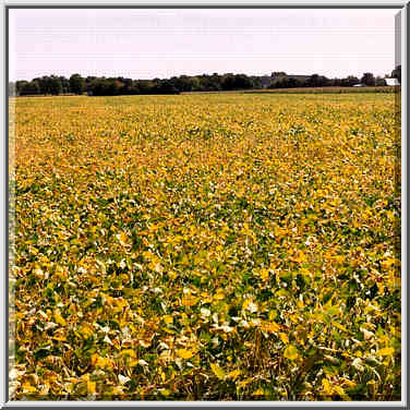 A soybean field north from Lafayette, Indiana, September 11, 1999.