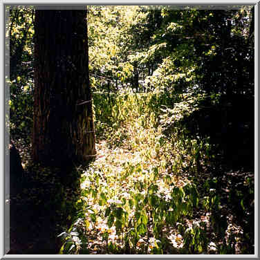 Drying forest at Heritage Trail along Wabash ...[3 words]... Lafayette. Indiana, September 11, 1999.