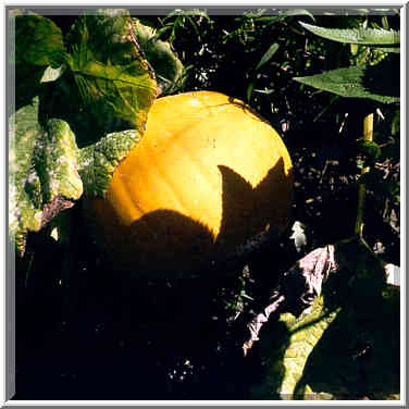 A pumpkin grown in wild at Burnett Creek near ...[4 words]... Lafayette. Indiana, September 11, 1999.