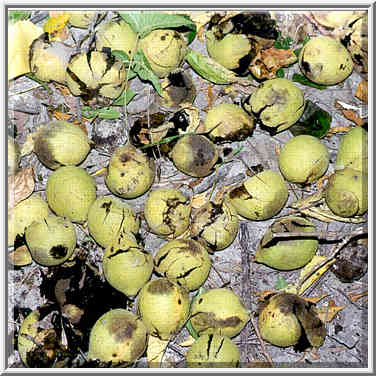 Black walnuts on a trail near Battle Ground, north from Lafayette IN, September 11, 1999.