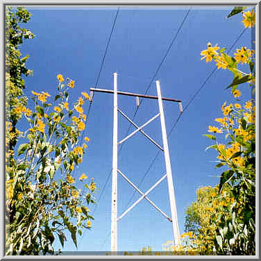 Sunflowers on a trail near Battle Ground, north from Lafayette IN, September 11, 1999.