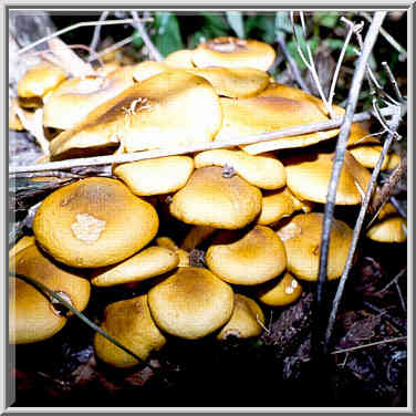 Edible Armillaria mushrooms grown after cold ...[8 words]... from Lafayette IN, September 11, 1999.