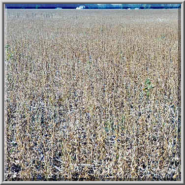 Soybean field near Rd. 26 west to Lafayette, Indiana, September 25, 1999.