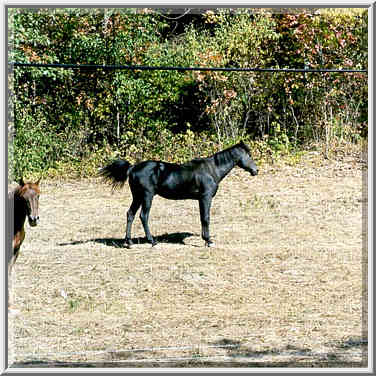 A farm near Division Rd. west from Lafayette, Indiana, September 25, 1999.