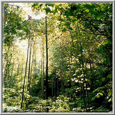 A forest near Division Rd. west from Lafayette, Indiana, September 25, 1999.