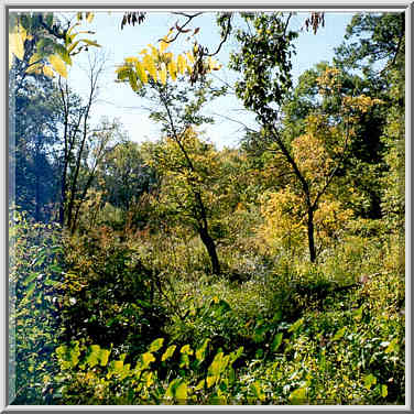 A marsh in Ross Hills Park, 6 miles west from Lafayette, Indiana, September 25, 1999.