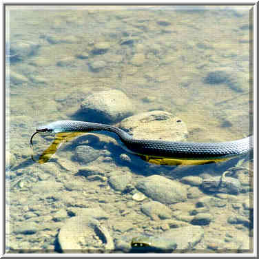 A water snake and big shells in Wabash River in ...[7 words]... Lafayette, Indiana, September 25, 1999.