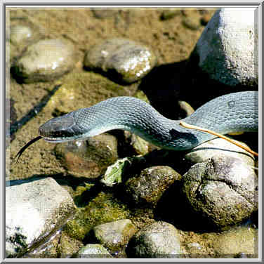 A water snake going from Wabash River in Ross ...[6 words]... Lafayette, Indiana, September 25, 1999.