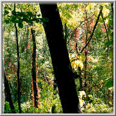 Greenbriar and poison ivy on trees in Ross Hills ...[5 words]... Lafayette, Indiana, September 25, 1999.