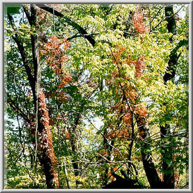 Forest along Wabash River in Ross Hills Park, 6 ...[3 words]... Lafayette, Indiana, September 25, 1999.