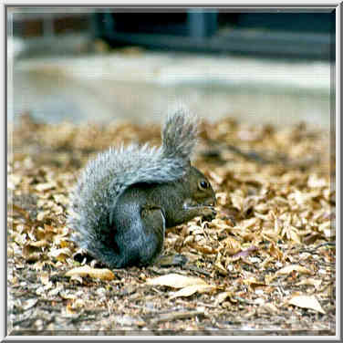 A grey squirrel gnawing a nut on its home range ...[7 words]... Lafayette, Indiana, October 1, 1999.