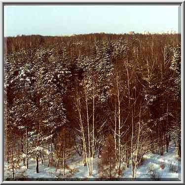 Sosnovka (pine-tree) Park. St. Petersburg, Russia, January 21, 2000