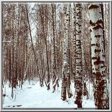 Birches along a ditch in Sosnovka Park in ...[2 words]... Petersburg. Russia, January 29, 2000