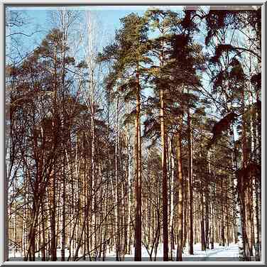 Udelny Park in northern St. Petersburg. Russia, January 31, 2000