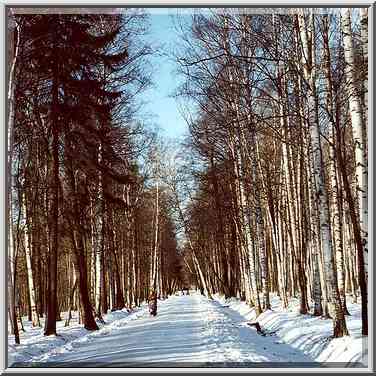 A lane in Udelny Park in northern St. Petersburg. Russia, January 31, 2000