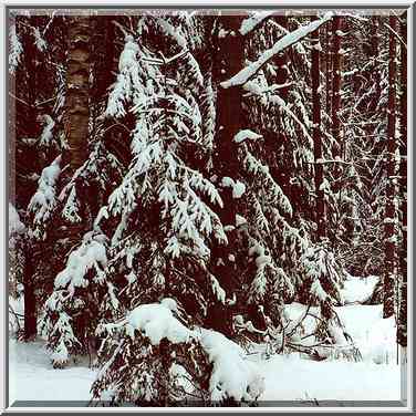 Forest near the road from Toksovo to Kavgolovskoe ...[6 words]... Petersburg. Russia, February 6, 2000