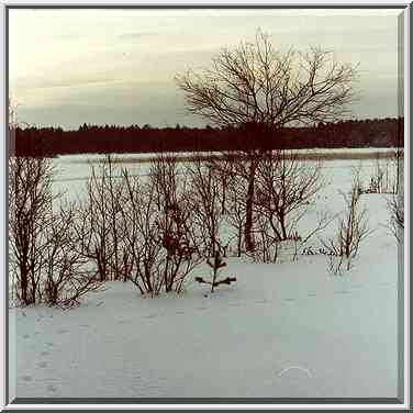 Marsh on Kavgolovskoe Lake, 7 miles north from St. Petersburg. Russia, February 6, 2000