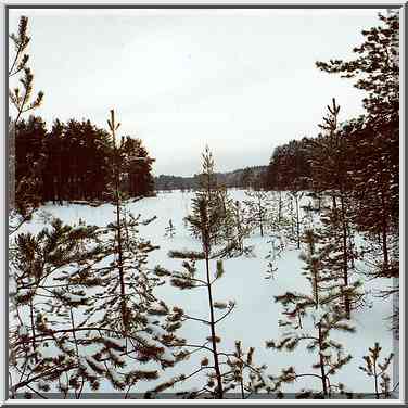 Marshy forest on Kavgolovskoe Lake, 7 miles north ...[2 words]... Petersburg. Russia, February 6, 2000