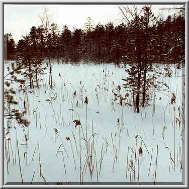 Marsh and forest on Kavgolovskoe Lake, 7 miles ...[3 words]... Petersburg. Russia, February 6, 2000