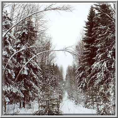 A cutting in a forest along Kavgolovskoe Lake, 7 ...[4 words]... Petersburg. Russia, February 6, 2000