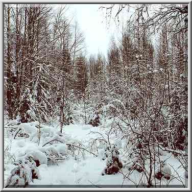 A forest after heavy snow along Kavgolovskoe ...[6 words]... Petersburg. Russia, February 6, 2000