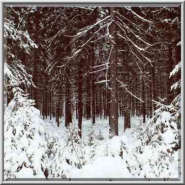 Fir forest from a road around west shore of ...[7 words]... Petersburg. Russia, February 6, 2000