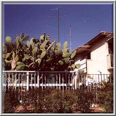 Prickly pears cactus (known as sabra in Israel) ...[6 words]... Rager and Tuvyahu St. February 18, 2000