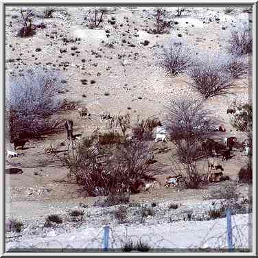 Bedouin sheep in northern Beer-Sheva, view from ...[2 words]... The Middle East, March 4, 2000