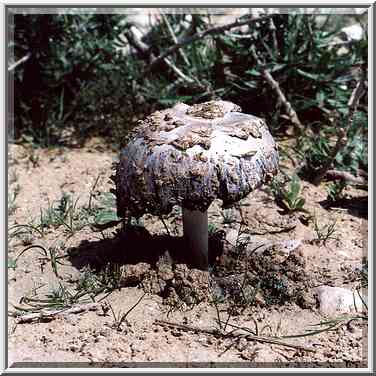 A mushroom in Negev Desert 1 mile north-east from BGU. Beer-Sheva, March 4, 2000