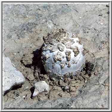 A mushroom in Negev Desert 1 mile north-east from ...[2 words]... The Middle East, March 4, 2000