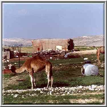 Bedouin settlement 2 miles north-east from BGU. Beer-Sheva, The Middle East, March 10, 2000