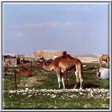 Bedouin settlement 2 miles north-east from BGU. Beer-Sheva, The Middle East, March 10, 2000