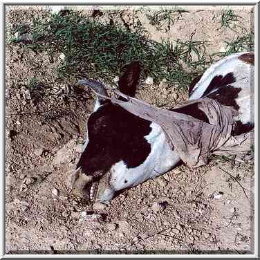 Fallen Bedouin cow in Negev Desert in ...[2 words]... The Middle East, March 10, 2000